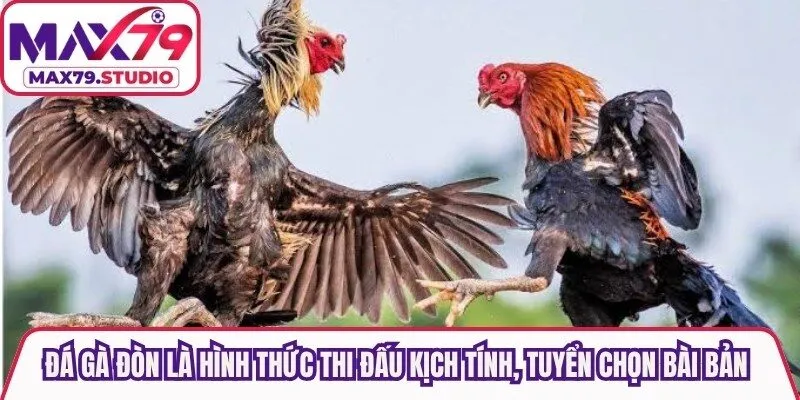 Đá gà đòn là hình thức thi đấu kịch tính, tuyển chọn bài bản giữa các chiến kê